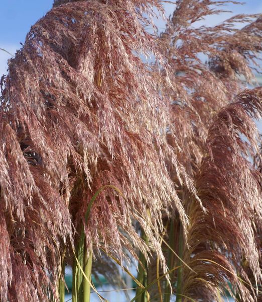 Cortaderia selloana 'Red Mistral'